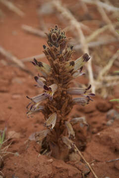 Plancia ëd Aphyllon arizonicum (L. T. Collins) A. C. Schneid.