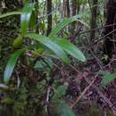 Image of Bulbophyllum clavatum Thouars