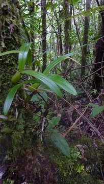 Image de Bulbophyllum clavatum Thouars