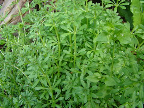 Image of Goosegrass