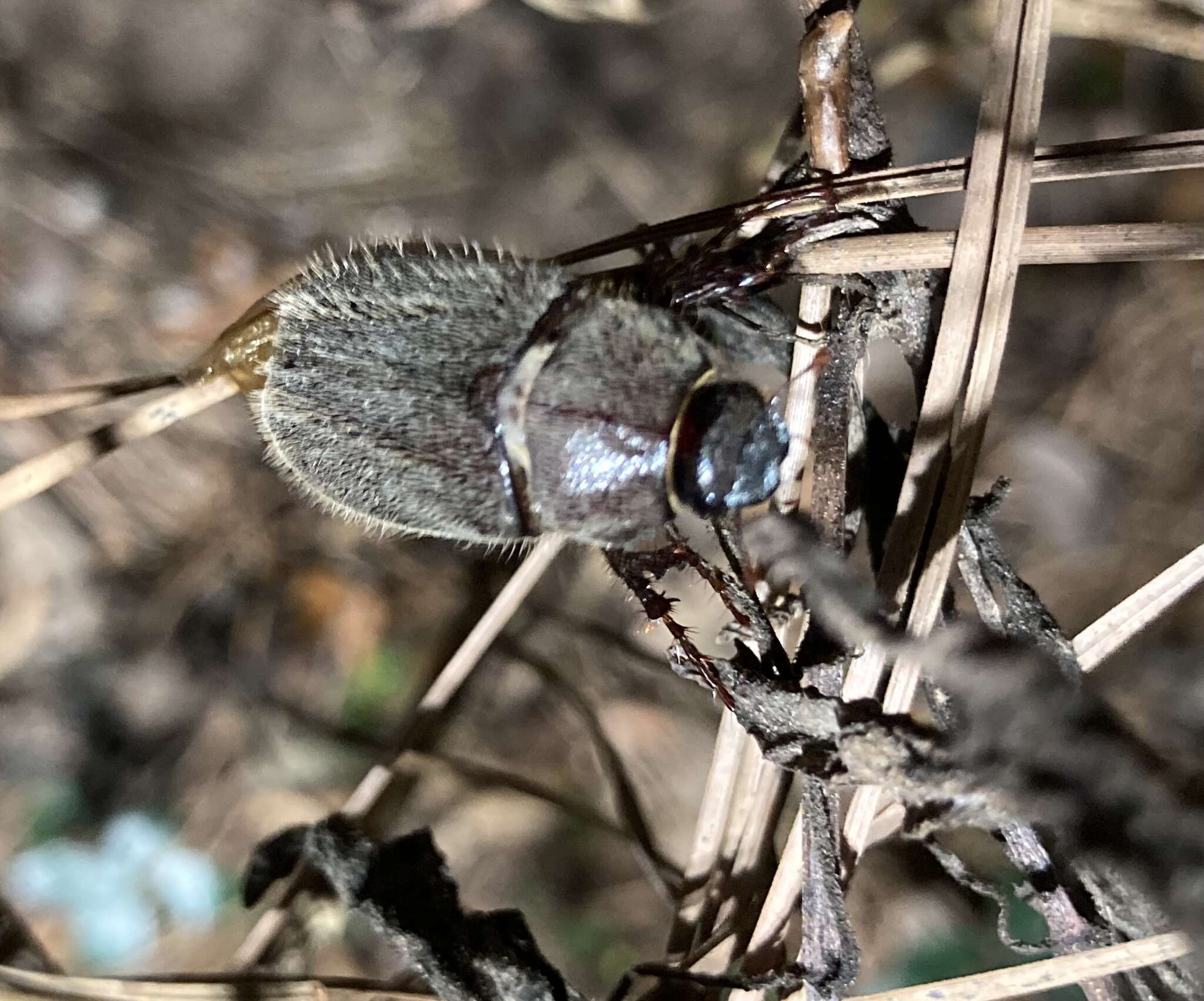 Image of Phyllophaga (Phyllophaga) crenulata (Frolich 1792)