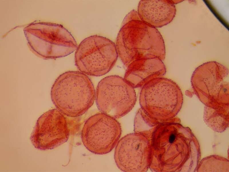 Image of Coprinopsis semitalis (P. D. Orton) Redhead, Vilgalys & Moncalvo 2001
