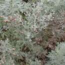 Artemisia reptans C. Sm. resmi