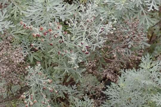 Image of Artemisia reptans C. Sm.