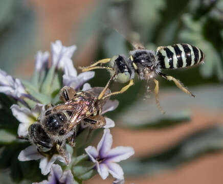 Plancia ëd Calliopsis hesperia (Swenk & Cockerell 1907)