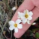 Image of Claytonia joanneana Roem. & Schult.