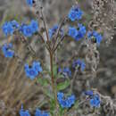 Imagem de Cynoglossum borbonicum (Lam.) Bory