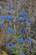 Image de Cynoglossum borbonicum (Lam.) Bory