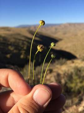 Image of longstalk greenthread