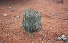 Image de Gethyllis grandiflora L. Bolus