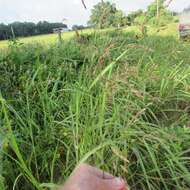 Image of Johnson grass