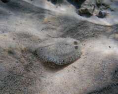 Image of Maculated Flounder