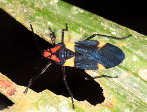 Image of Oncopeltus (Oncopeltus) varicolor varicolor (Fabricius & J. C. 1794)