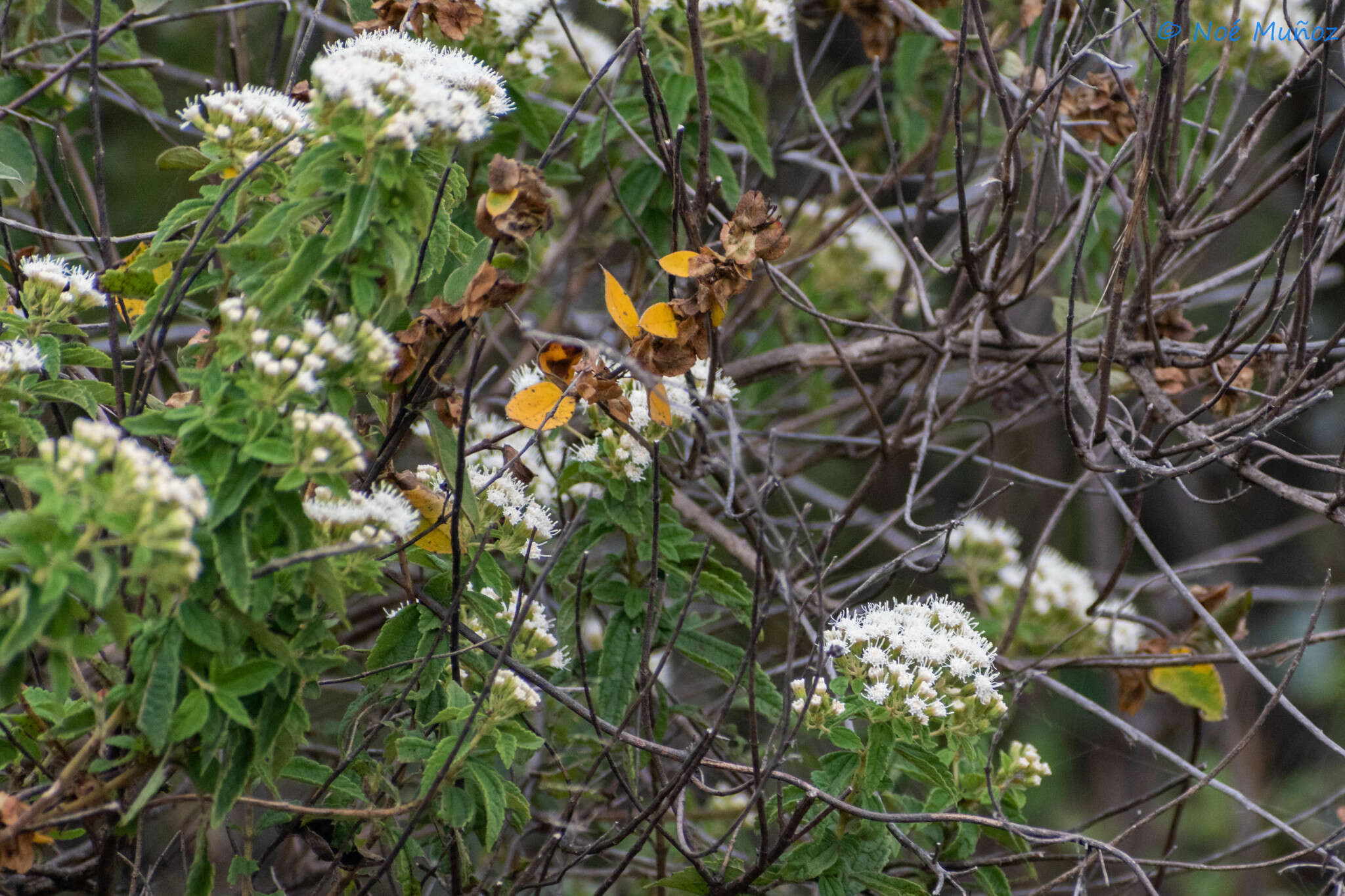 Image of Ageratina brevipes (DC.) R. King & H. Rob.