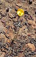 Image of Ornithogalum multifolium Baker