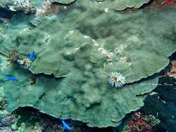 Image of Peacock Coral