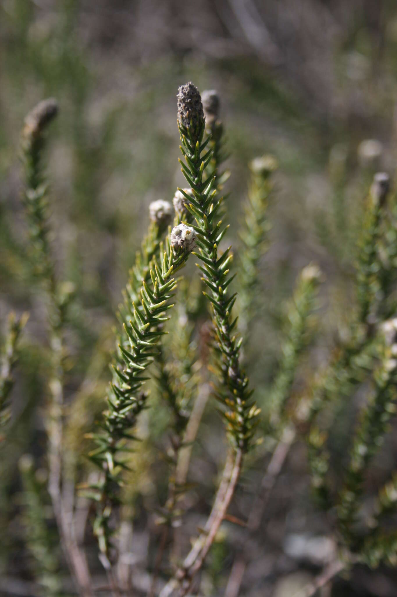 Image of Phylica thunbergiana E. Mey.