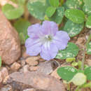 Imagem de Ruellia insignis Balf. fil.