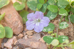 Image of Ruellia insignis Balf. fil.