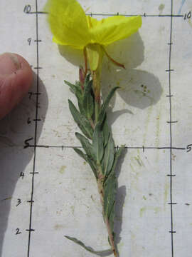 Oenothera tubicula Gray的圖片