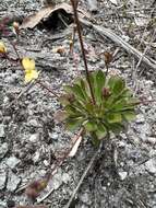 Image of Stylidium acuminatum (Carlquist) Wege