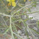 Image of Parkinsonia × sonorae