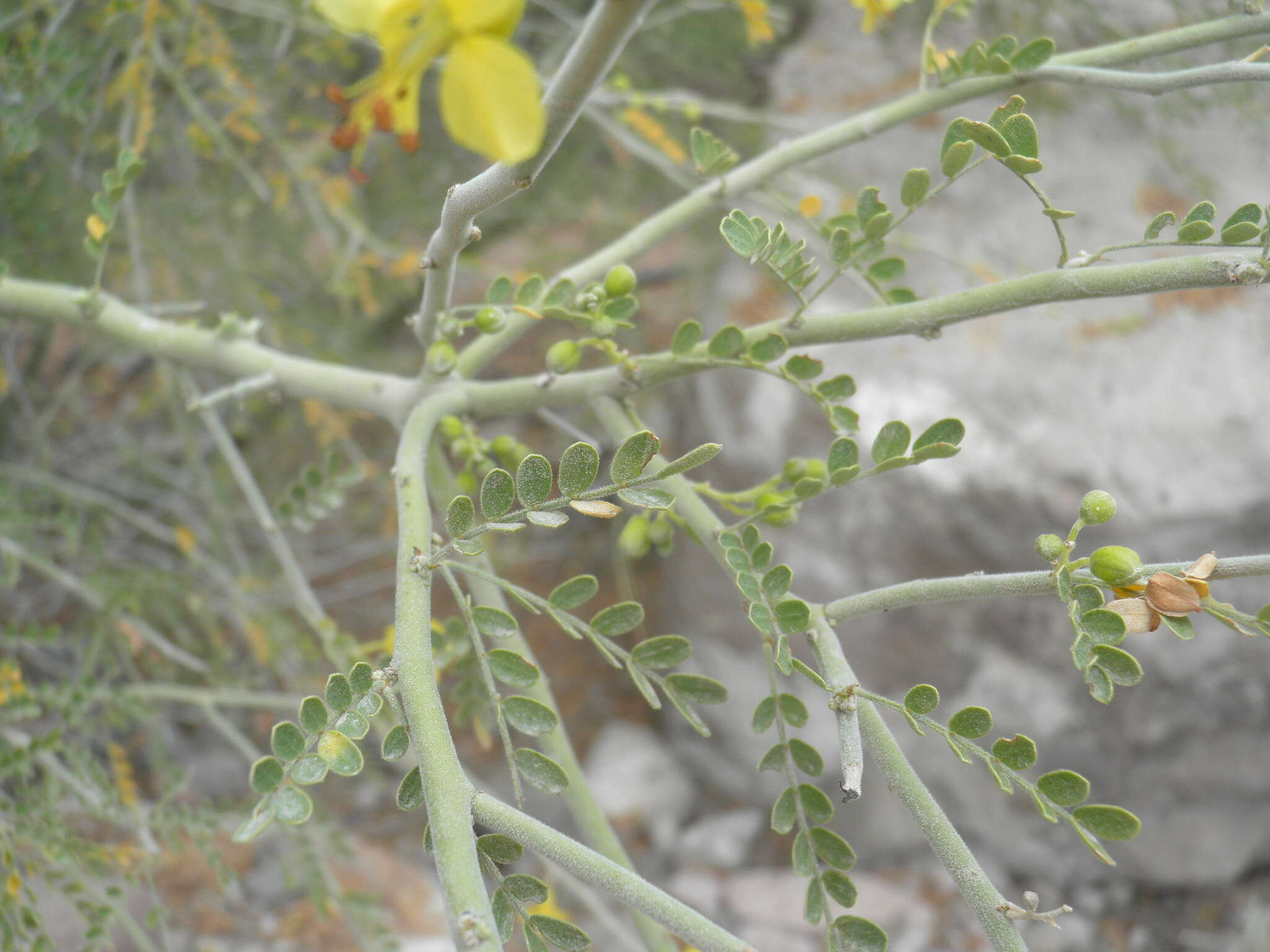 Image of Parkinsonia × sonorae