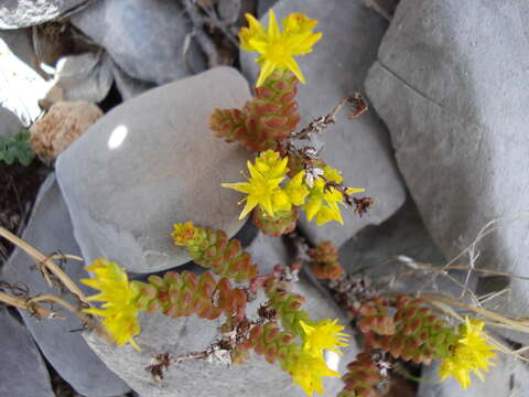 Image of Sedum chrysicaulum J. A. Mc Donald