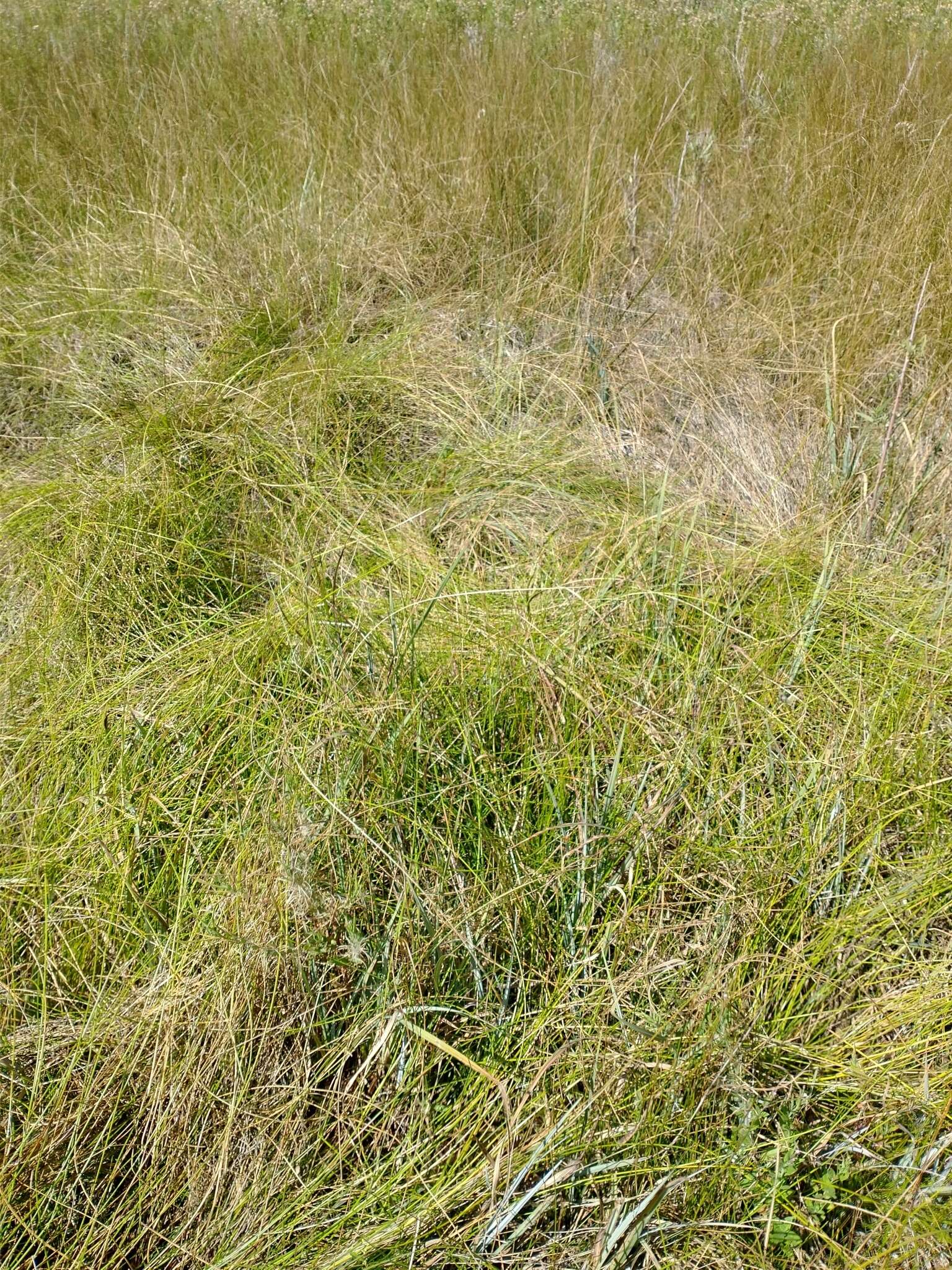 Plancia ëd Eleocharis rostellata (Torr.) Torr.