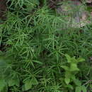 Image of Galium laevigatum L.