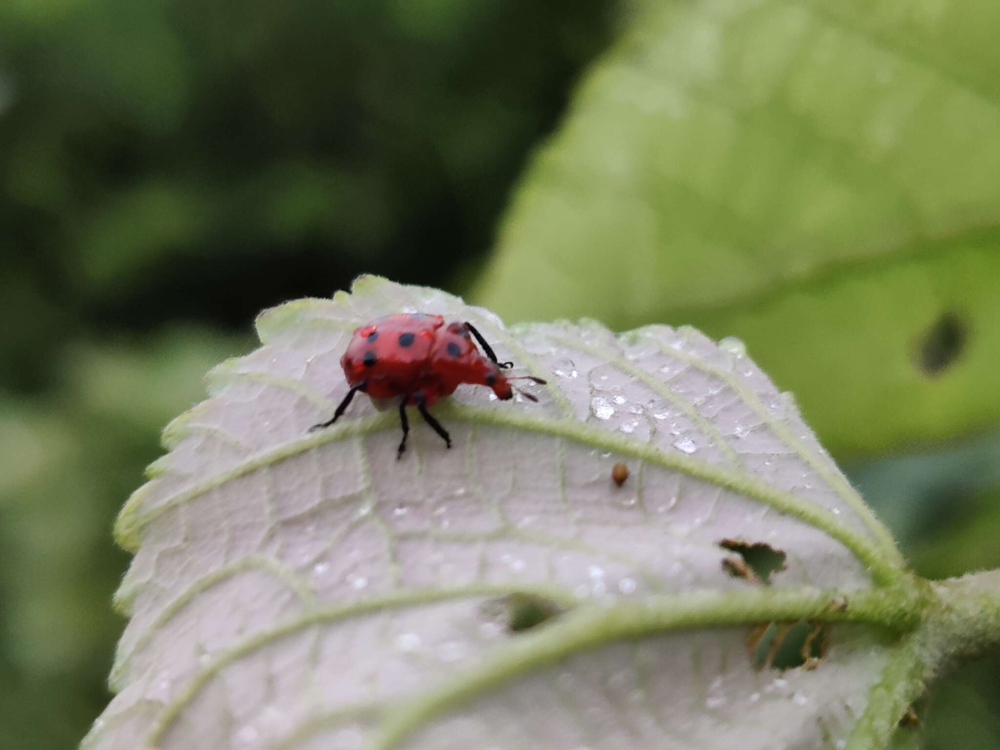 Слика од Henicolabus octomaculatus Voss 1925