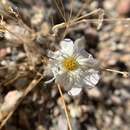 Image of Monsonia parvifolia Schinz