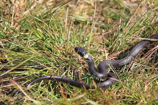 Image of Grass Snake