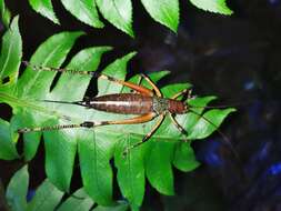 Image of Goethalsiella genicularis Rehn & J. A. G. 1946