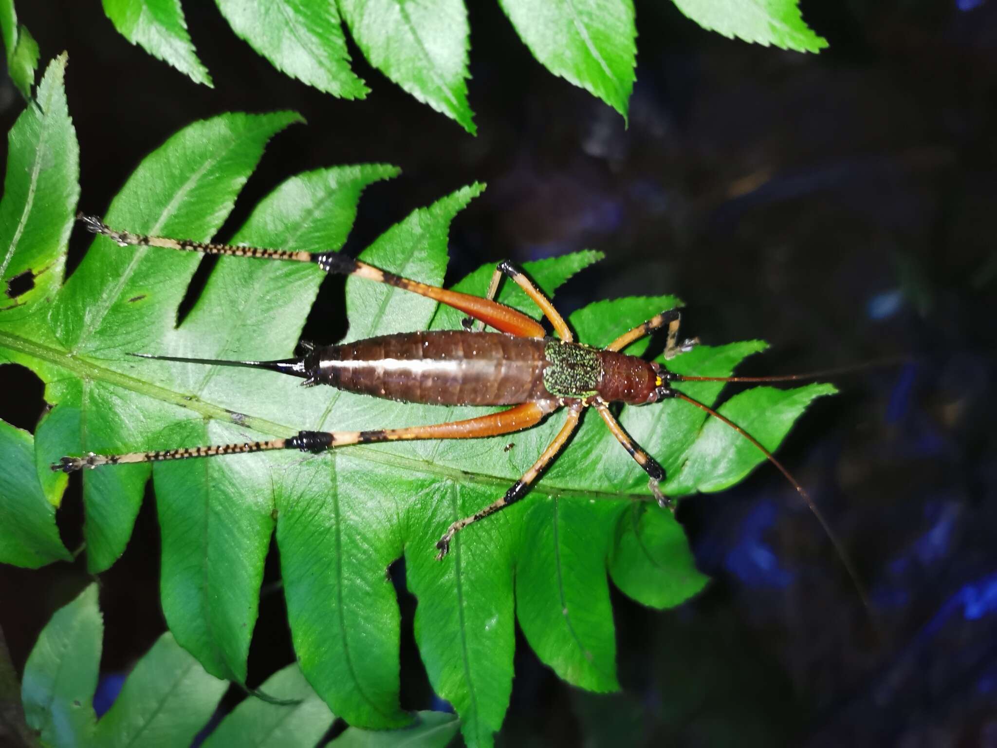 Image of Goethalsiella genicularis Rehn & J. A. G. 1946