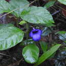 صورة Torenia asiatica L.