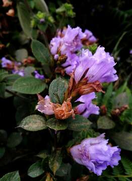 Strobilanthes kunthianus (Wall. ex Nees) T. Anders. ex Benth. resmi