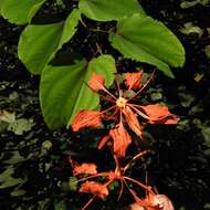 Image of Bauhinia phoenicea Wight & Arn.