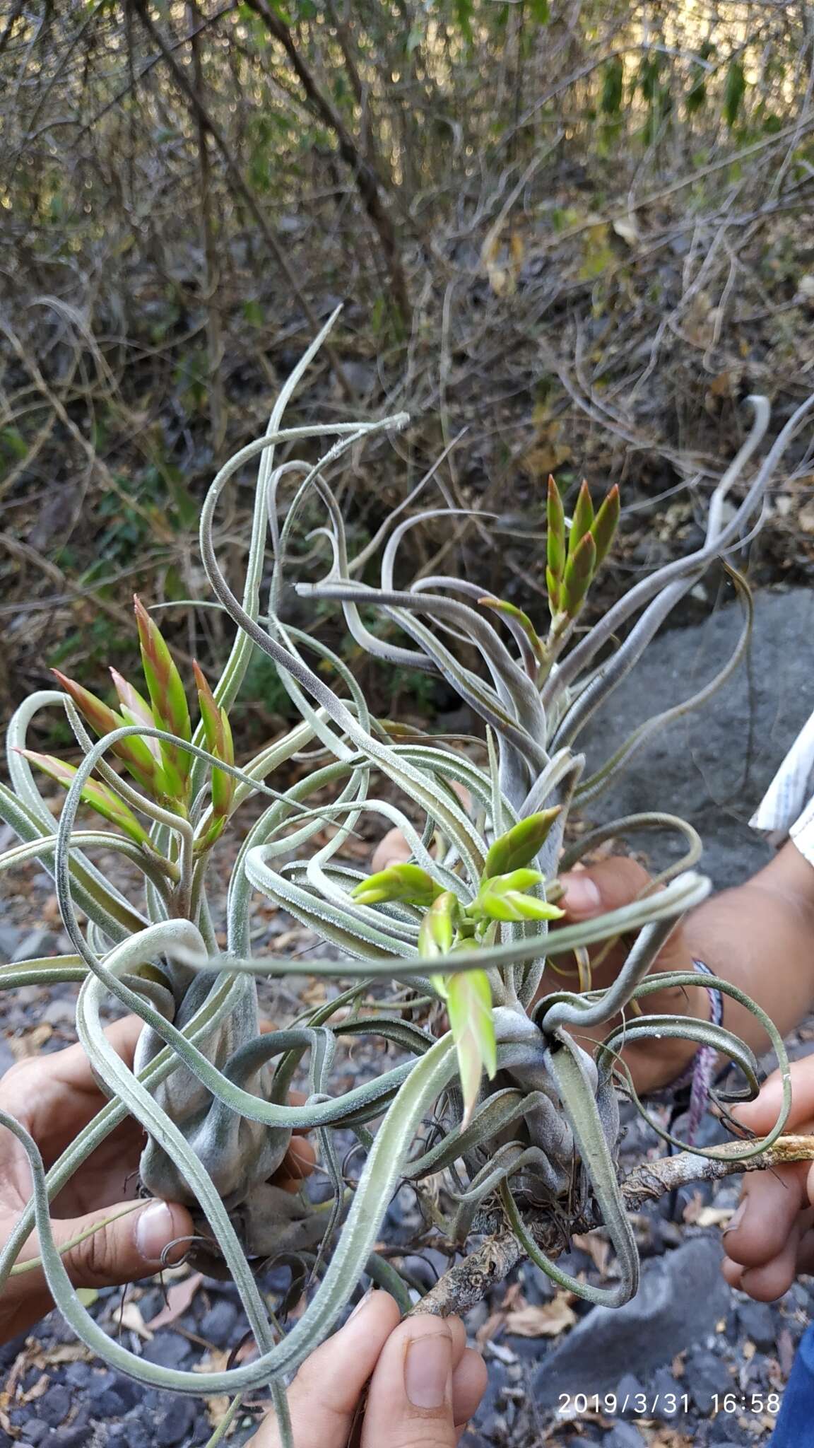 Image de Tillandsia caput-medusae É. Morren