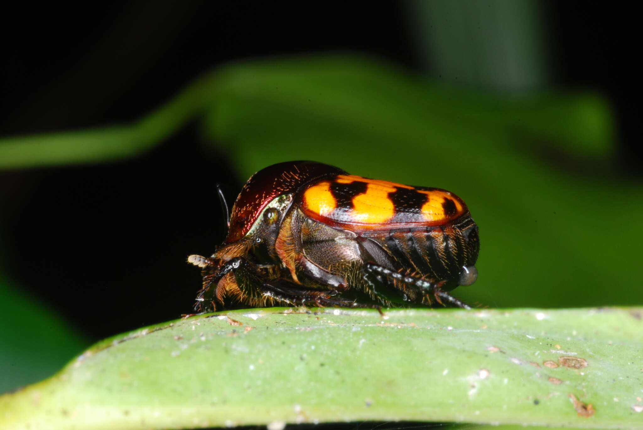 Imagem de Helictopleurus splendidicollis (Fairmaire 1893)