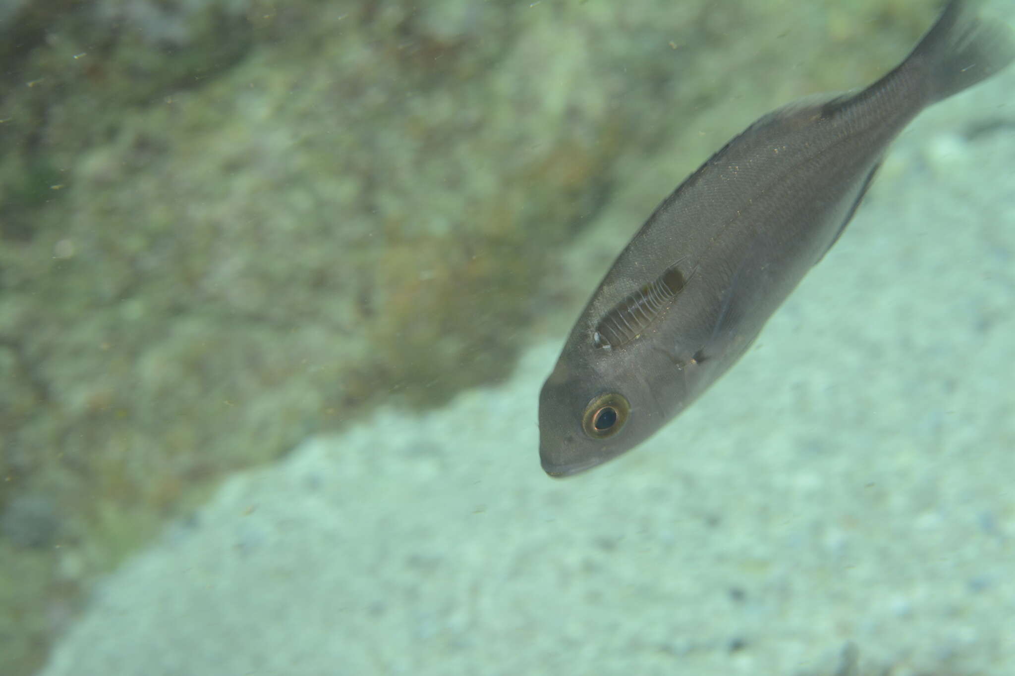 Image of Striped fish louse