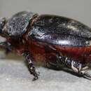 Image of Dung beetle