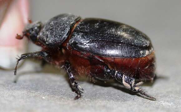 Image of Dung beetle