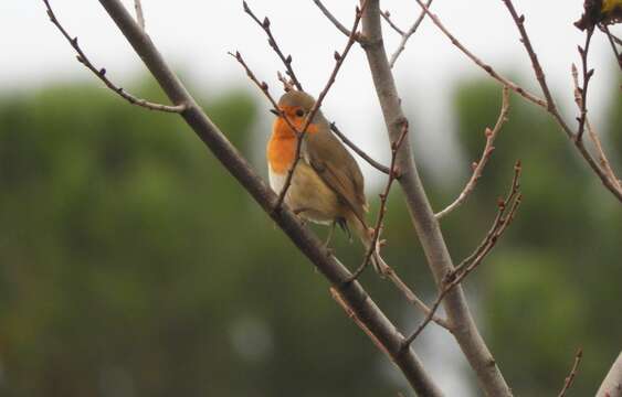 Image of Erithacus rubecula rubecula (Linnaeus 1758)