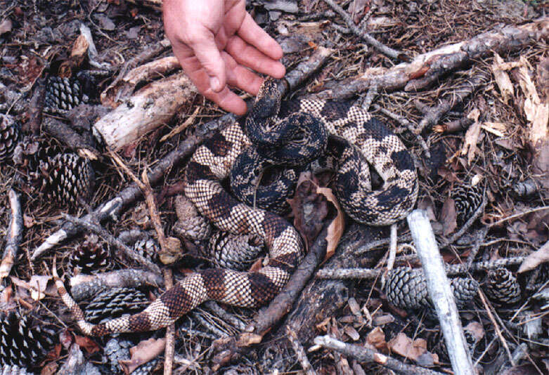 Image of Pituophis melanoleucus melanoleucus (Daudin 1803)