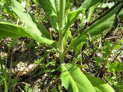 Imagem de Hesperis pycnotricha Borbás