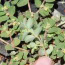 Image of Euphorbia serpillifolia subsp. hirtula (Engelm. ex S. Watson) Oudejans