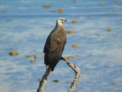 Haliaeetus vociferoides Des Murs 1845 resmi