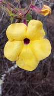 Image of Uncarina grandidieri (Baill.) Stapf