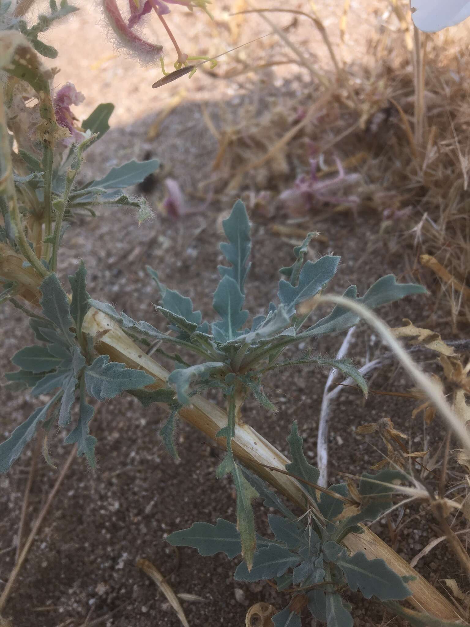 Imagem de Oenothera deltoides subsp. piperi (Munz) W. Klein